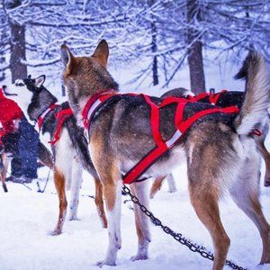 Neewa Adjustable Sled Pro Harness (New)